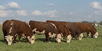 20 Hereford Bulls... Southwest MO