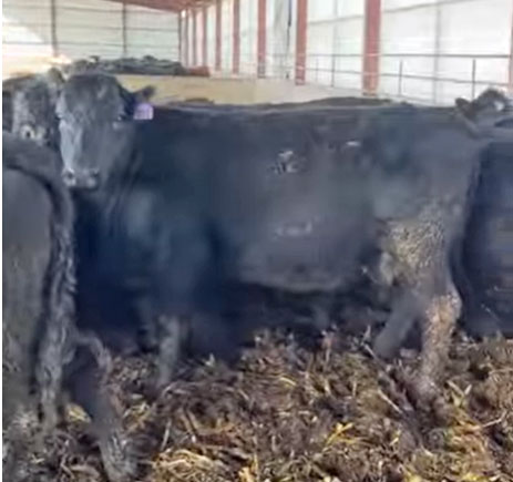 Cattle Range Listing Photo