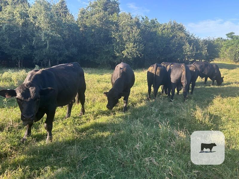 Cattle Range Listing Photo