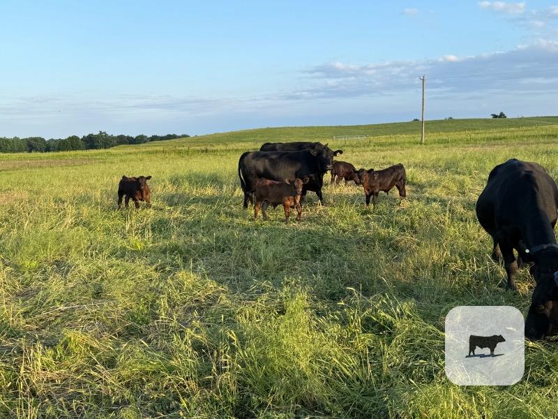 Cattle Range Listing Photo