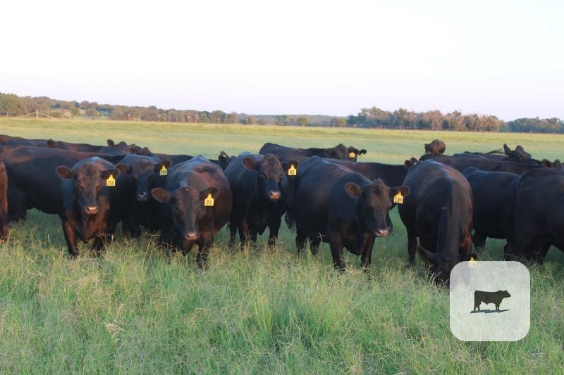 Cattle Range Listing Photo