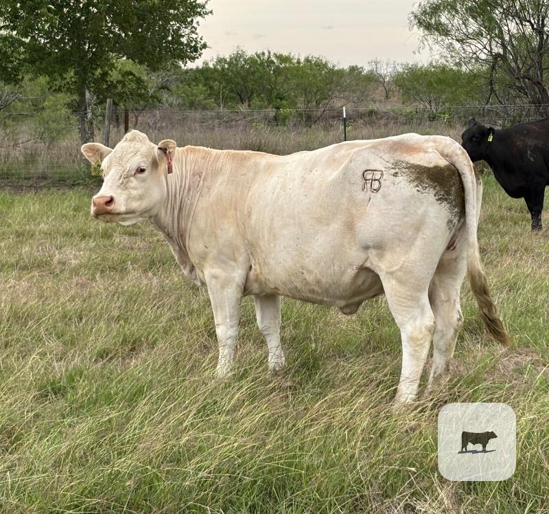 Cattle Range Listing Photo