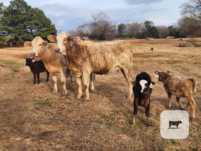 Cattle Range Listing Photo