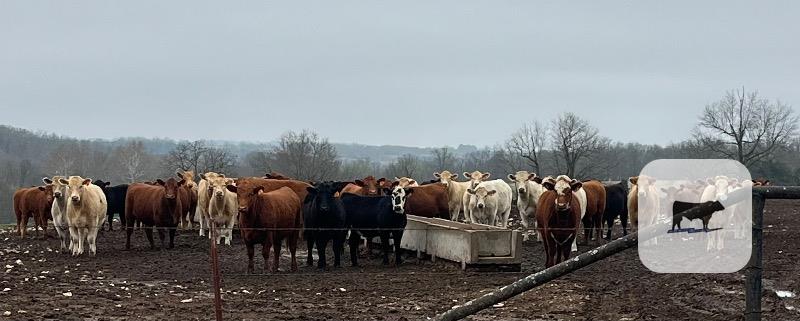 Cattle Range Listing Photo