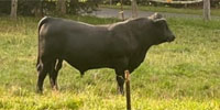 2 Reg. Balancer Bulls... Western NC