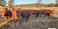 12 Red Angus Bred Heifers... Northeast OK