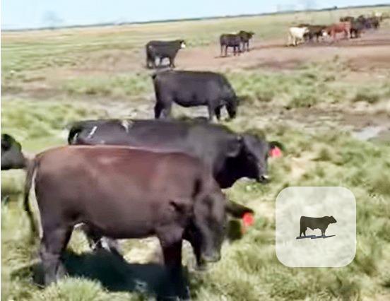 Cattle Range Listing Photo