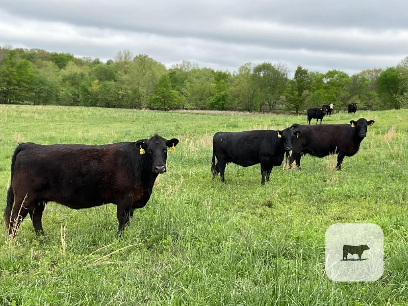 Cattle Range Listing Photo