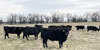 40 Angus, BWF, Red Angus, RWF & Charolais Cross Cows... SW Missouri