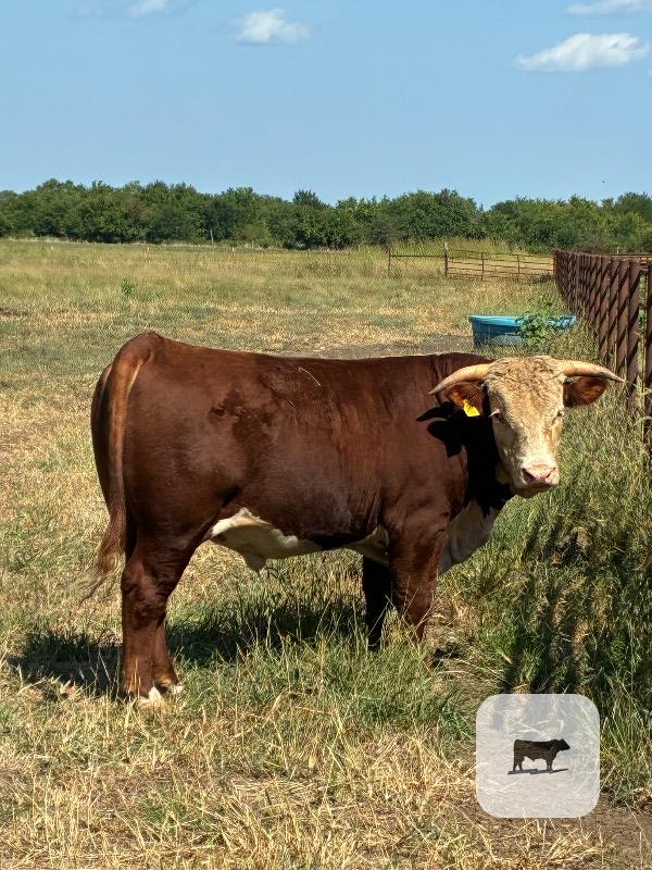 Cattle Range Listing Photo