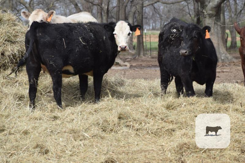 Cattle Range Listing Photo