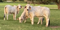 4 Reg. Brahman Rep. Heifers... S. Central TX
