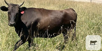 5 Reg. Fullblood Wagyu Bred Heifers... E. Central OR