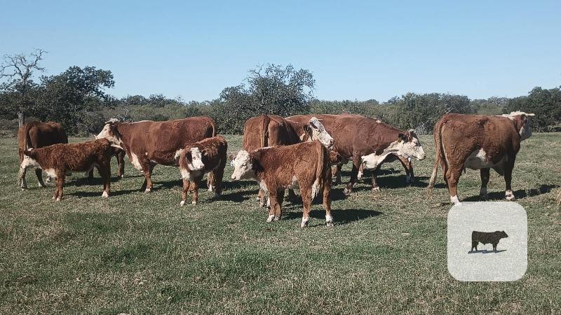 Cattle Range Listing Photo