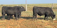10 Angus & Hereford/Angus Bulls... TX Panhandle