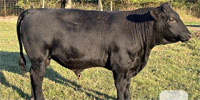 3 Reg. Angus Bulls... Southeast OK
