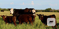 26 Angus & Black Motley 1st & 2nd-Calf Pairs... Central TX