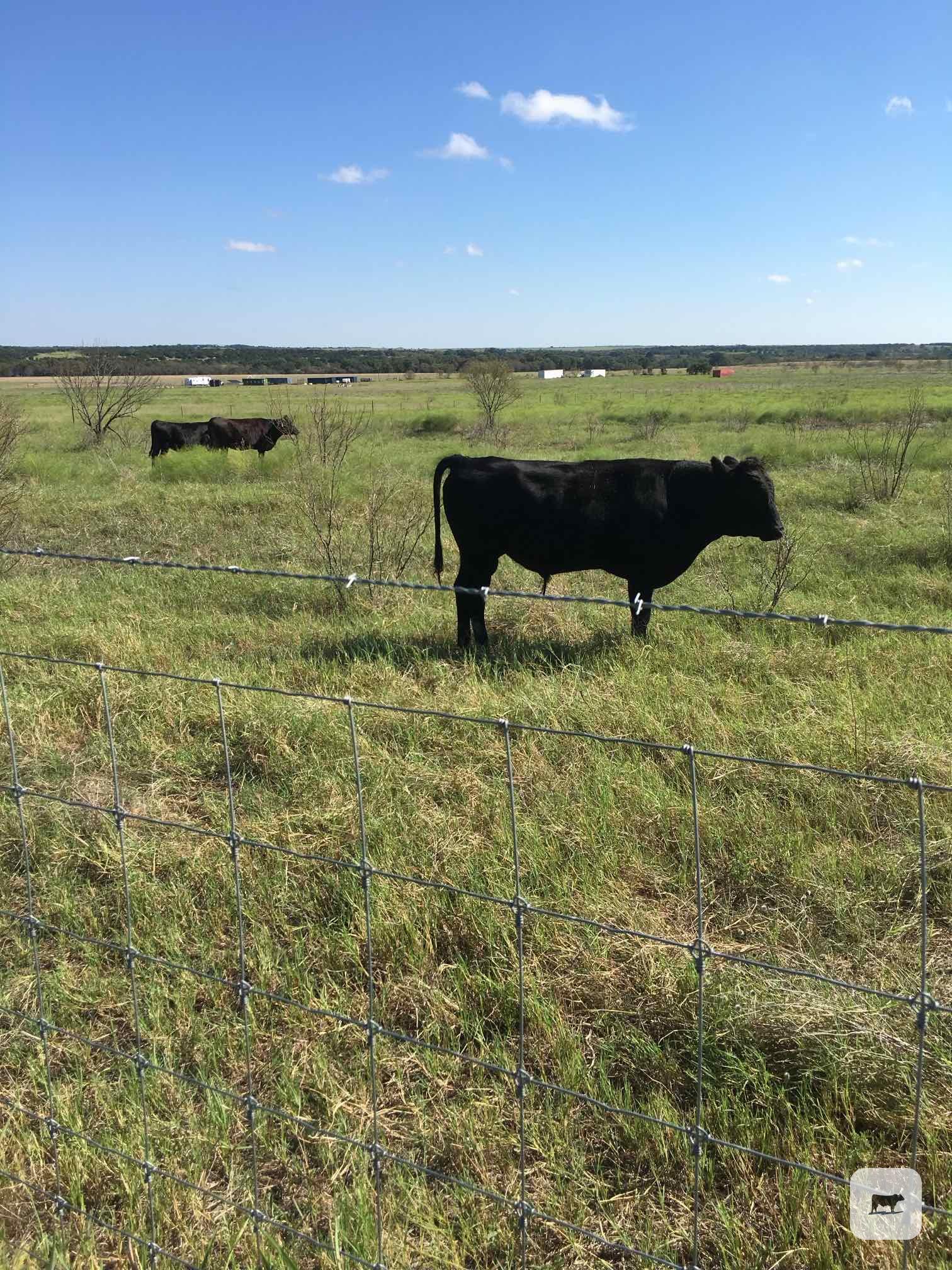 Cattle Range Listing Photo