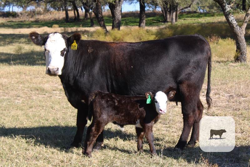 Cattle Range Listing Photo