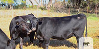 10 Angus 2nd-Calf Cows... Central TX