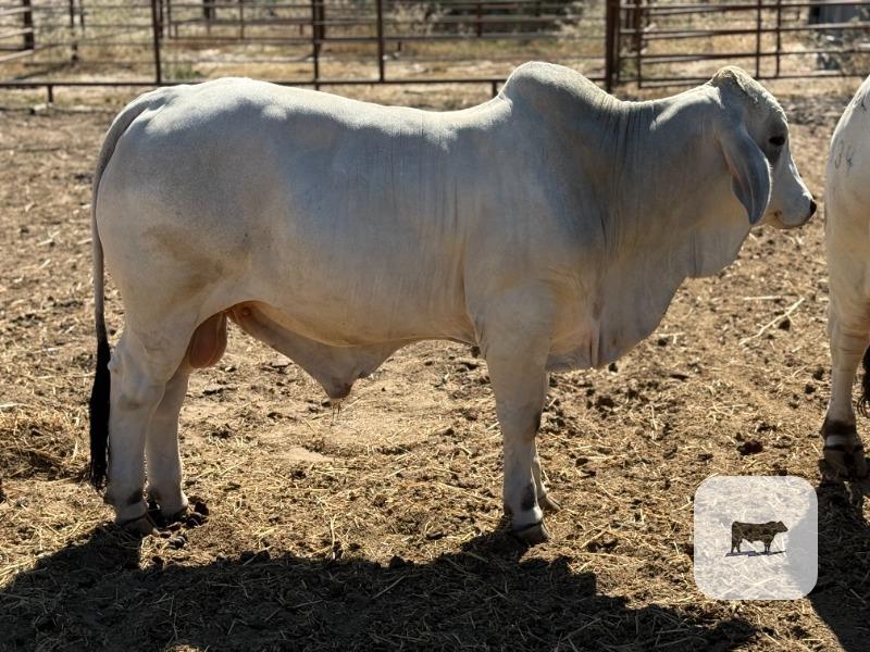 Cattle Range Listing Photo