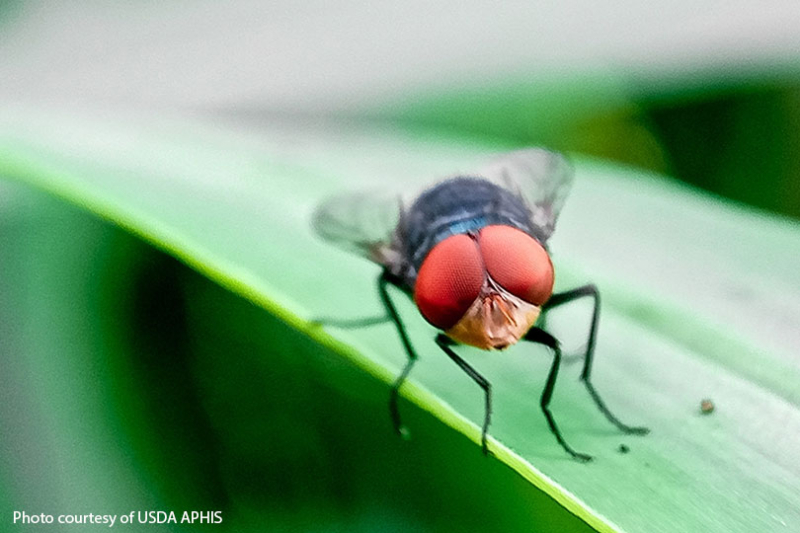 From a Historical Perspective, how serious is the New World Screwworm Threat?