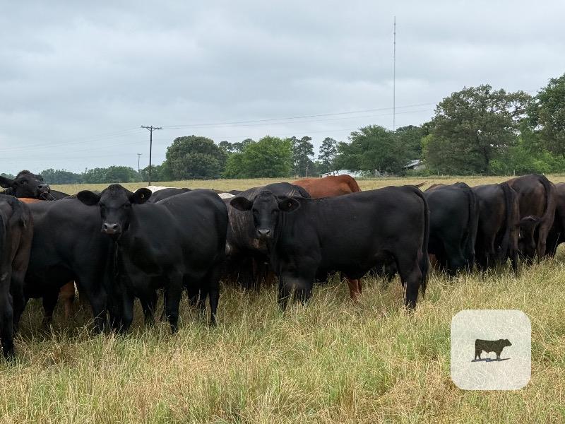 Cattle Range Listing Photo