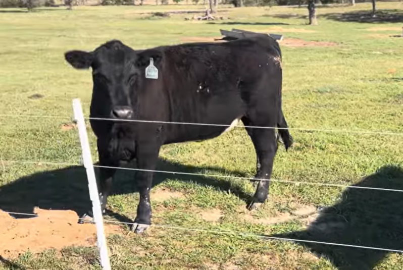 Cattle Range Listing Photo