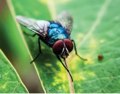 FDA Conditionally Approves Topical Drug for Cattle to Prevent & Treat New World Screwworm