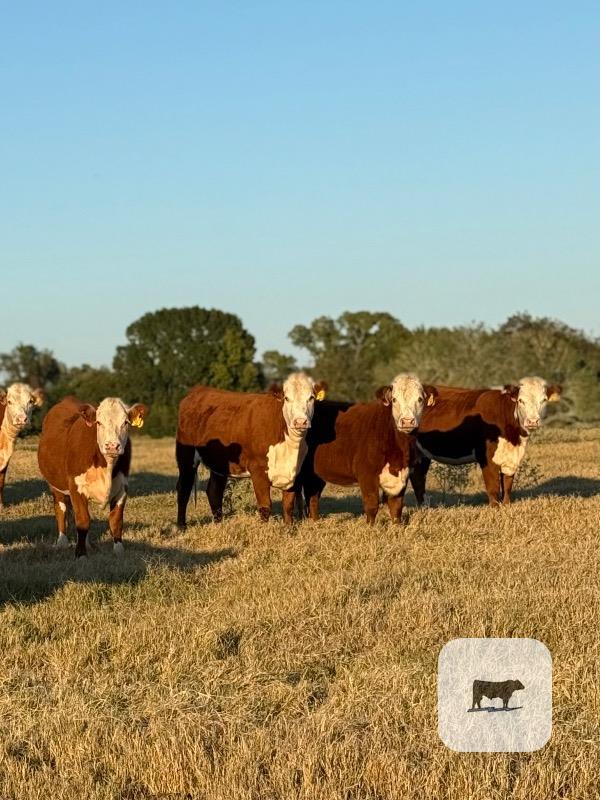 Cattle Range Listing Photo