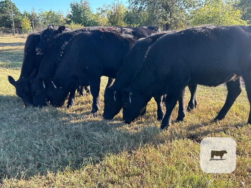 Cattle Range Listing Photo 2