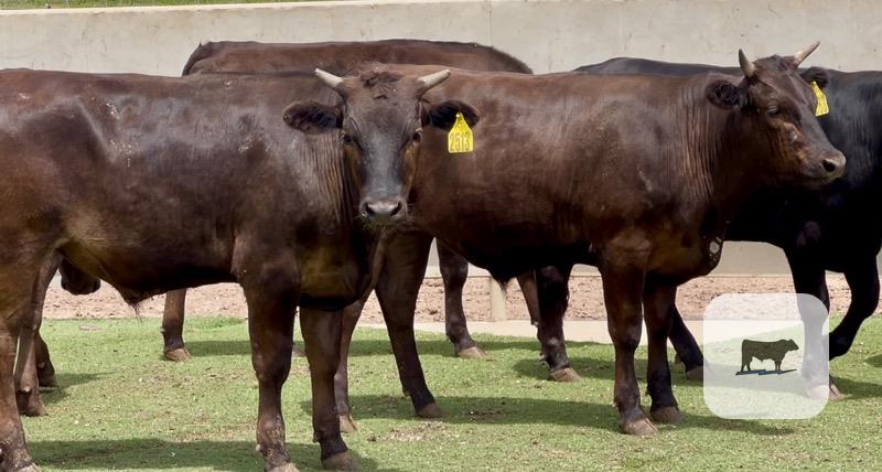 Cattle Range Listing Photo