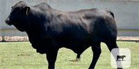 32 Brangus Bulls for Sale or Lease... Central TX