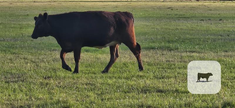 Cattle Range Listing Photo