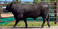 25 Angus Bulls... SW Missouri
