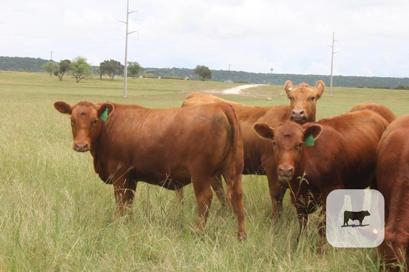 Cattle Range Listing Photo