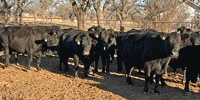 40 Brangus Cows... N. Central TX