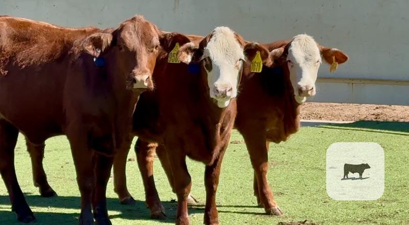 Cattle Range Listing Photo