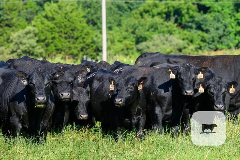 Cattle Range Listing Photo