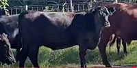 95 Angus Bred Heifers... Central TX