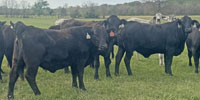 20 Brangus & Brangus Baldy Bred Heifers... Northeast TX