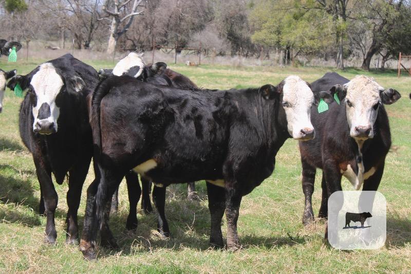 Cattle Range Listing Photo