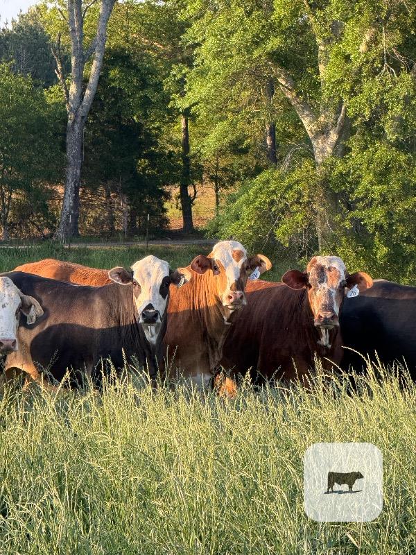 Cattle Range Listing Photo