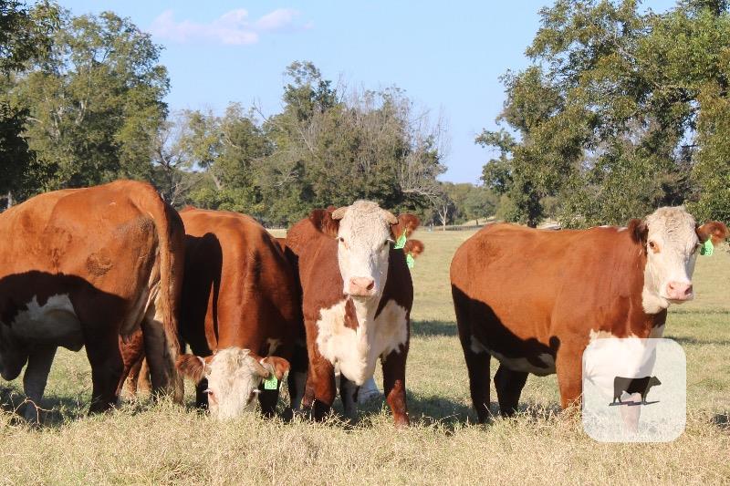 Cattle Range Listing Photo 5
