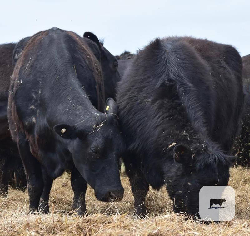 Cattle Range Listing Photo