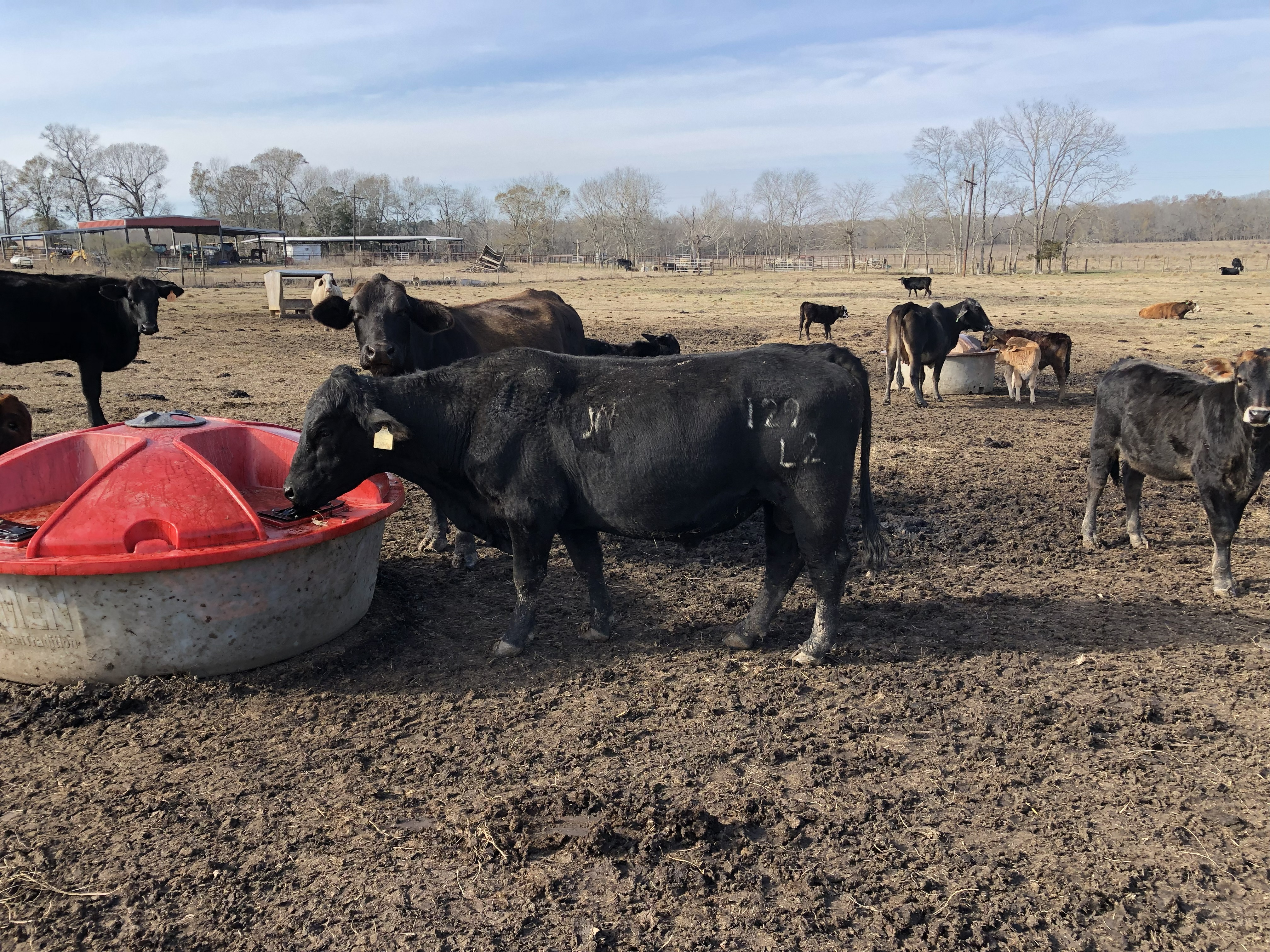 Cattle Range Listing Photo