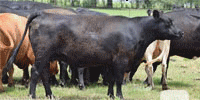 90 Angus, 'BWF,' & Crossbred Cows... E. Central OK