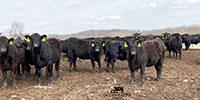 50 Angus Bred Heifers... Southwest MO