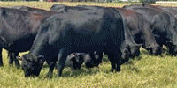 36 Angus/Brangus Rep. Heifers... Northeast TX