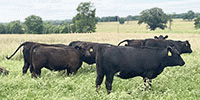 80 Angus & BWF Rep. Heifers... SW Missouri